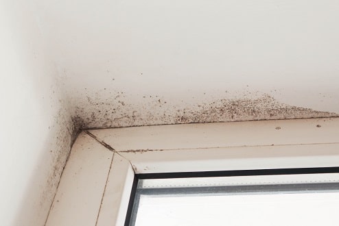 Mold near a window in the house